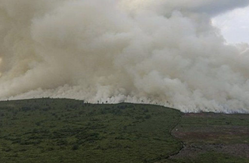 Kebakaran Hutan 2,5 Hektare di Rohil dan Dumai Berhasil Dipadamkan Petugas Gabungan