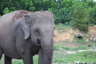 2 Gajah Liar Masuk Perkampungan Karena Banjir di Pelalawan Kini Dievakuasi