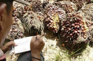 Pekan Ini Harga Kelapa Sawit Mitra Plasma di Riau Turun Jadi Rp2.655 per Kg