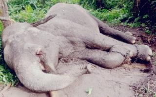 Ironi Gajah Rahman Mati Diracun dan Sikap Menteri LHK Tak Kunjung Eksekusi Putusan Kebun Sawit 1.200 Ha di TNTN yang Digugat Yayasan Riau Madani