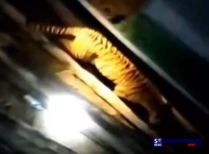 Harimau Sumatera Terekam Sedang Keliling Pemukiman Pekerja Sawit di Siak