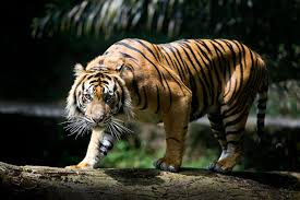Konflik Manusia-Harimau Kembali Terjadi di Siak, Korban Alami Luka Serius