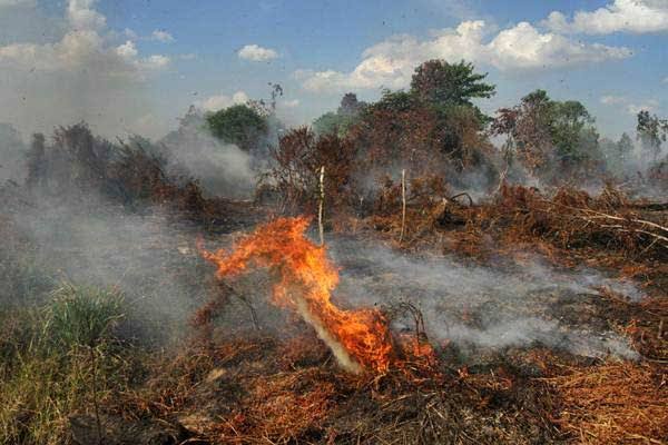 Sudah 5 Hari, 50 Hektare Lahan Gambut yang Terbakar di Pelalawan Belum Padam