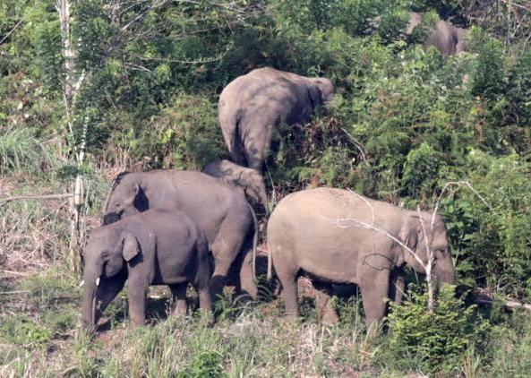 Warga Pelalawan Diserang Gajah Liar, Punggung Berlubang Akibat Tusukan Gading