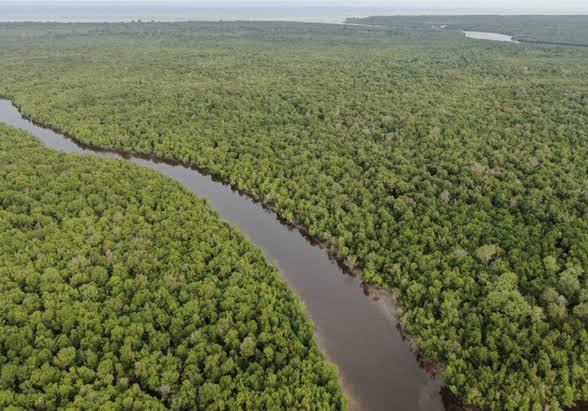 7.500 Hektare Mangrove di Riau Direhabilitasi, Ini Lokasinya
