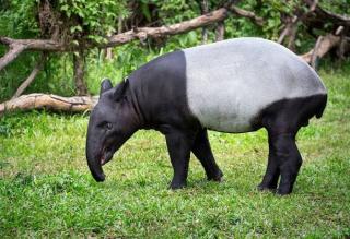 Wow! Tapir Masuk Perumahan Family Residence Pekanbaru