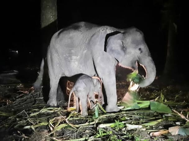 Bayi Gajah Betina Lahir di PKG Sebanga Bengkalis, Bobot 75,5 Kg