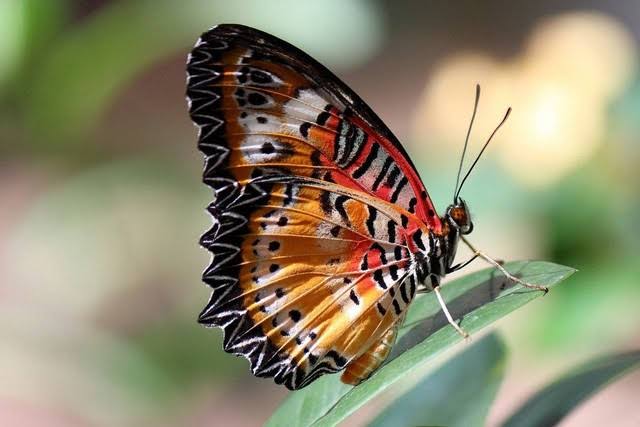 Coba Cara Ini Untuk Membuat Kupu-kupu Datang ke Taman Rumahmu