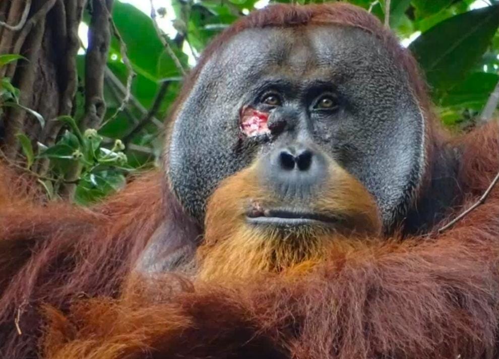 Cerdas Seperti Manusia, Orangutan Sumatera Ini Obati Lukanya Sendiri dengan Olesan Tanaman Obat