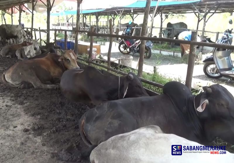 Pedagang Hewan Kurban Musiman Mulai Bermunculan di Pekanbaru