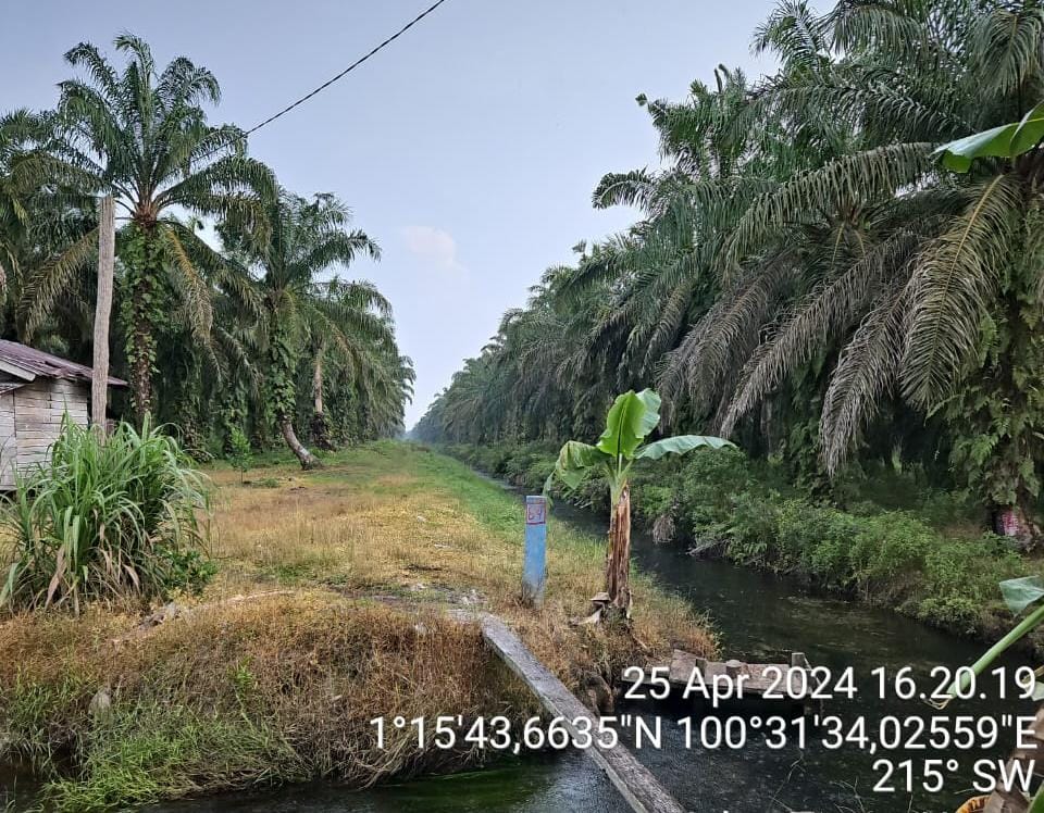 PN Pasir Pengaraian Respon Permohonan Eksekusi 5.600 Ha Kebun Sawit PT Torus Ganda di Kawasan Hutan Oleh Yayasan Riau Madani, Aset Bisa Disita