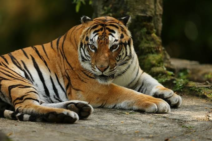 Tim BBKSDA Riau Pasang 5 Kamera Trap Untuk Awasi Pergerakan Harimau Sumatera di Inhil