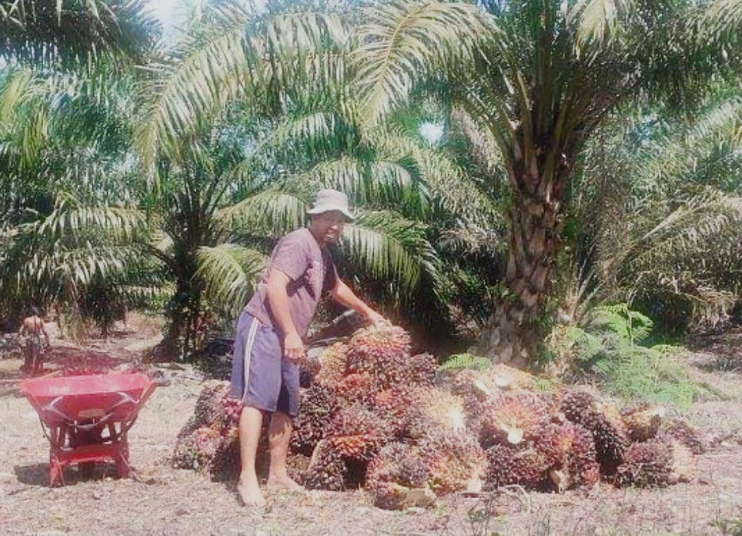 Permadas Minta Pemerintahan Prabowo-Gibran Bikin Terobosan untuk Selesaikan Masalah Kebun Sawit Masyarakat Dalam Kawasan Hutan