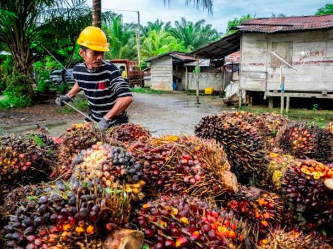 Sepekan ke Depan Harga Kelapa Sawit Mitra Swadaya di Riau Naik Tipis, Ini Daftarnya