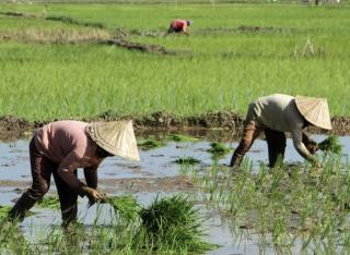 Riau Provinsi dengan Kenaikan NTP Tertinggi ke-2 se-Sumatera, Kalahkan Bengkulu