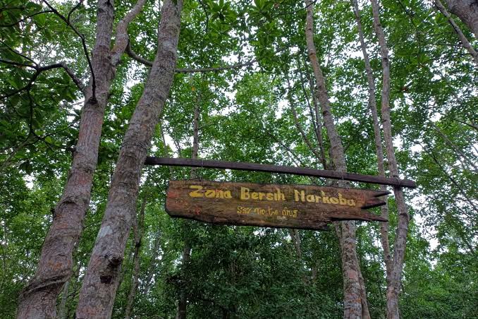 7.162 Ha Lahan Mangrove di Provinsi Riau Sudah Direhabilitasi