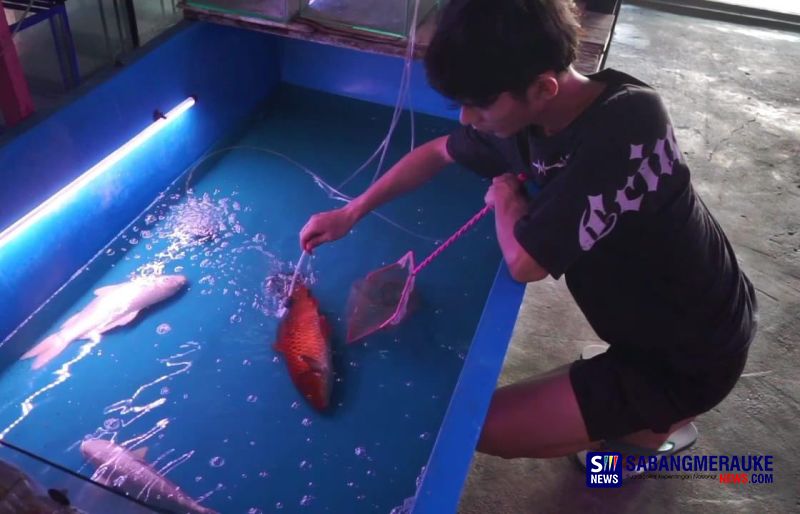 Gangguan Listrik Meresahkan Pedagang Ikan Hias di Pekanbaru