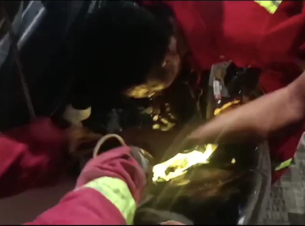 DPKP Pekanbaru Evakuasi Anak Kucing Terjebak di Ruang Mesin Mobil
