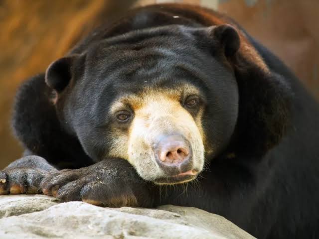 Beruang Madu Berkeliaran di Kompleks Perkantoran Pemda Rohul