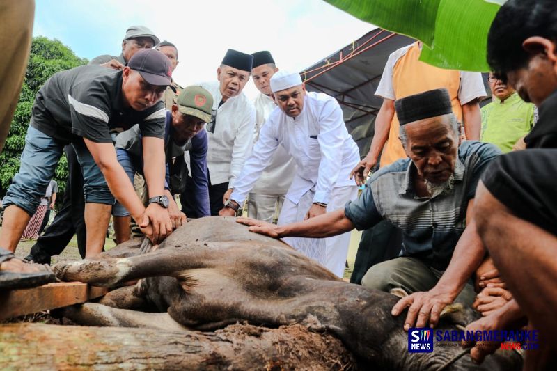 Idul Adha di Kampung Halaman, Bupati Asmar Kurban 2 Ekor Sapi