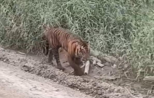 Kemunculan Harimau di Area Konsesi Pelalawan Viral, Begini Penjelasan BBKSDA