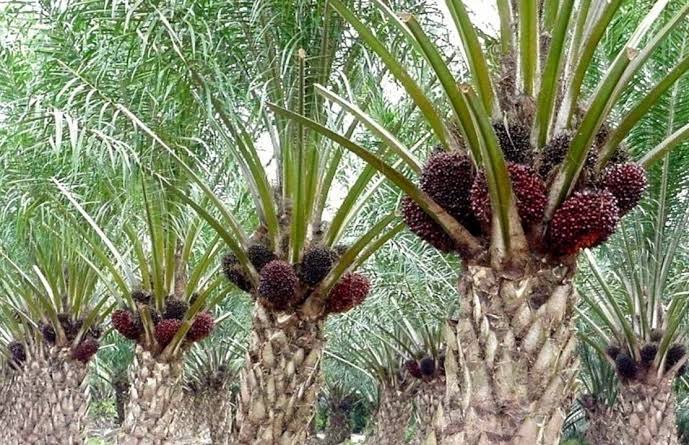 KPK Sebut Denda Sawit Dalam Kawasan Hutan Sudah Tembus Rp 1 Triliun, Riau Masuk Provinsi Prioritas