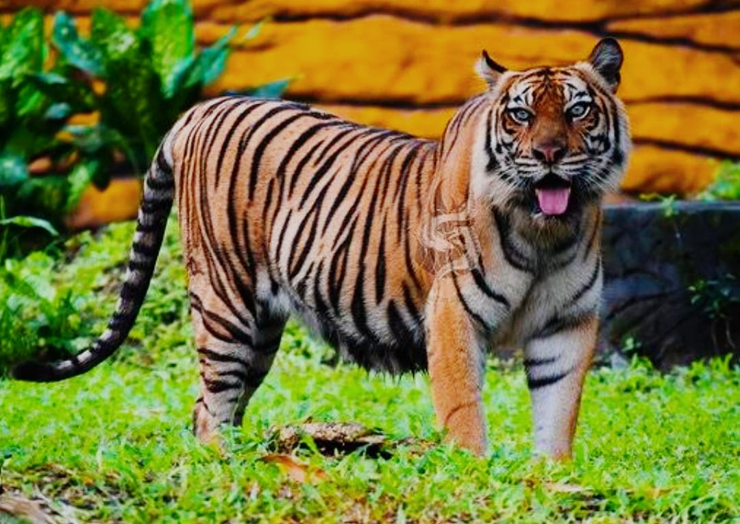 Tragis! Pekerja Kebun Sawit di Siak Tewas Dimangsa Harimau Sumatera, Kepala Korban Dikabarkan Putus