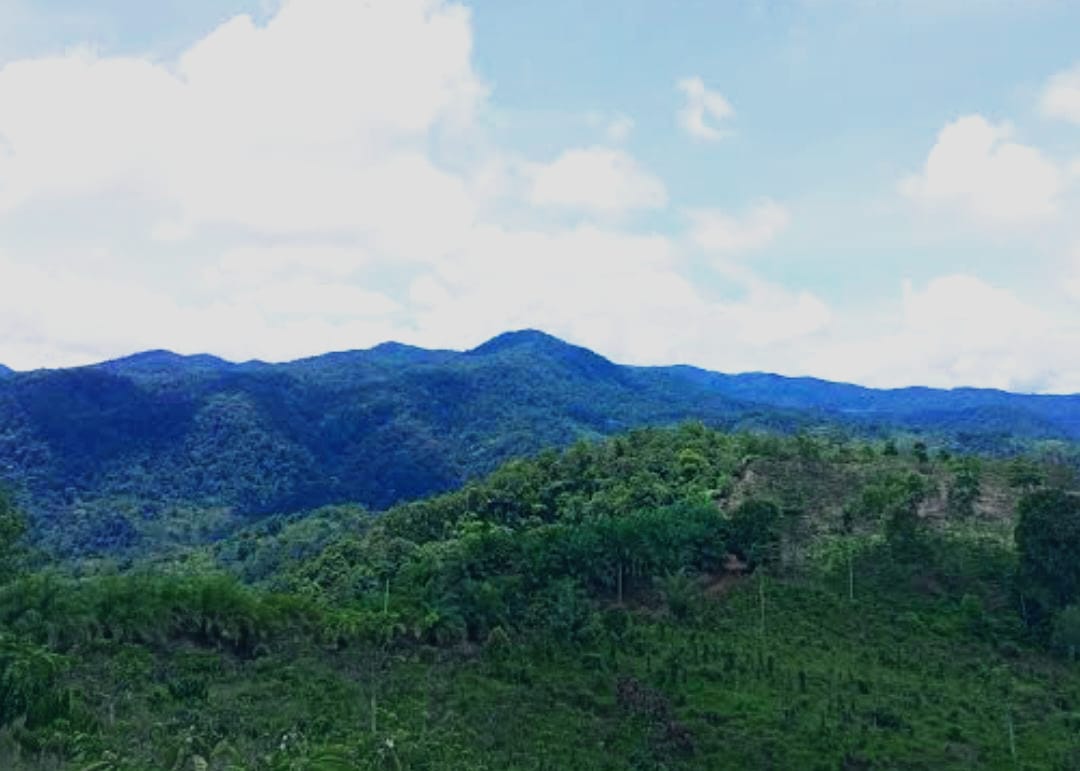 Yayasan Wasinus Gugat Menteri LHK ke PTUN Jakarta, Gara-gara Ubah Status Hutan Lindung Bukit Sanggul Jadi Hutan Produksi Diduga untuk Tambang Emas