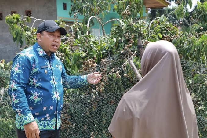 Kampung Unik di Siak Tiap Rumah Ditanami 2 Pohon Kelengkeng, Bibit Didatangkan dari Jateng