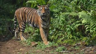 Kronologi Pekerja Kebun Sawit di Siak Dimangsa Harimau, Sempat Minta Tolong Lalu Tewas dengan Kepala Terputus