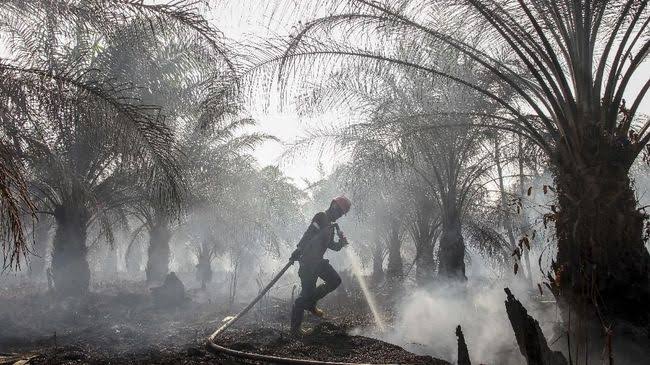 Lahan Kebun Sawit PT Permata Hijau Indonesia di Pelalawan Terbakar