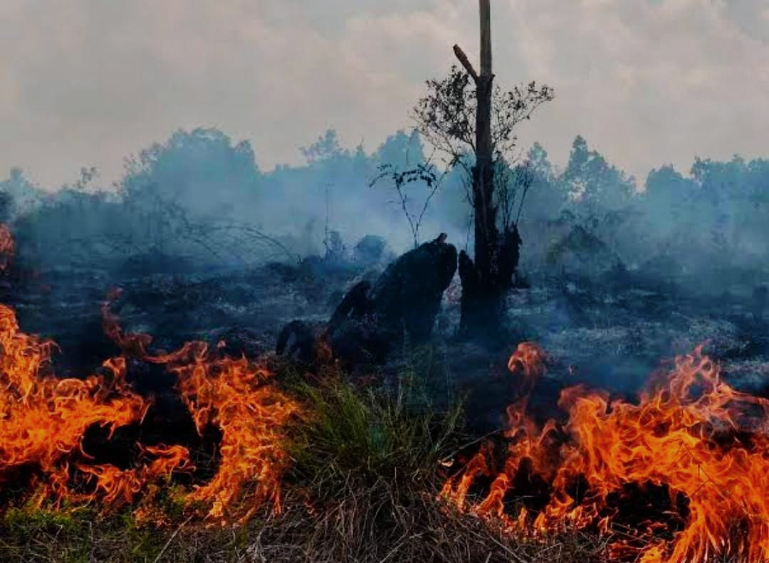 Status Siaga Darurat Gagal Cegah Karhutla di Riau, Jikalahari Endus Motif Dapatkan Dana Tak Terduga dari APBN