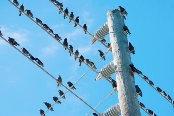 Ini Penyebab Burung Suka Bertengger di Kabel Listrik, Tapi Tak Kena Setrum