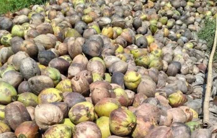 Harga Komoditi Kelapa Butiran di Riau Tetap di Rp 2.967 per Kilogram