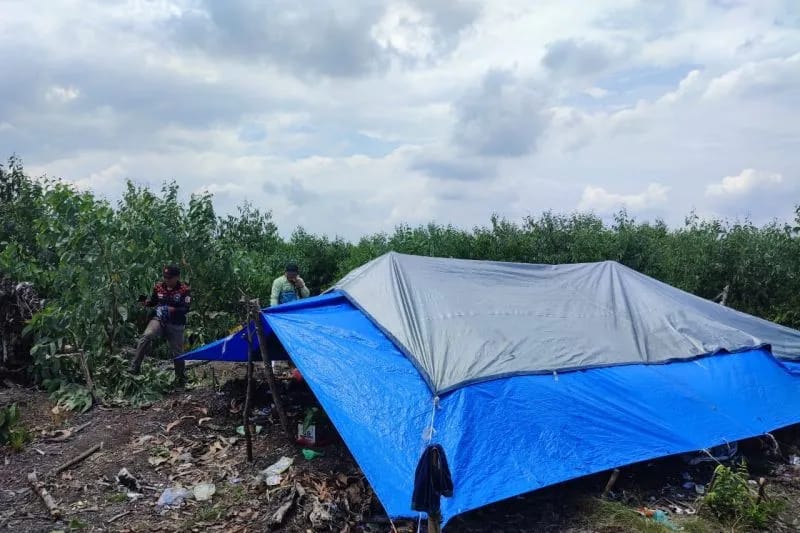 Pekerja Akasia di PT Arara Abadi Diserang Harimau, BBKSDA Riau Kosongkan Area Radius 5 Kilometer