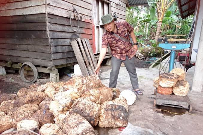 Harga Bokar di Riau Alami Kenaikan Pekan Ini