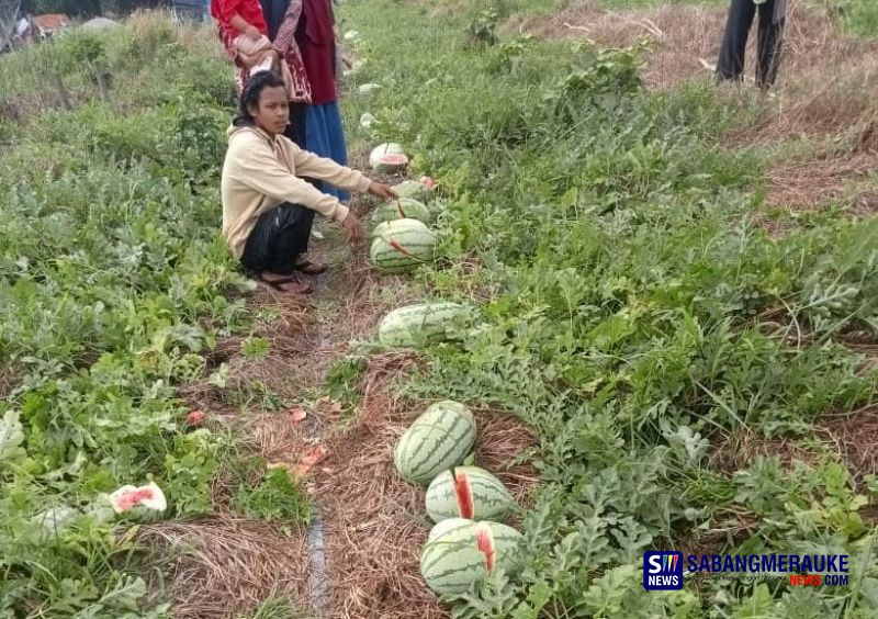 Begal Semangka Beraksi di Rokan Hilir, Buah Matang Usia Panen Ditebasi Orang Tak Dikenal