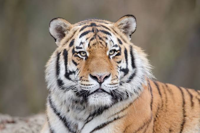 Terjadi Lagi, Harimau Sumatera Terkam Pekerja Kayu di Sungai Apit Siak