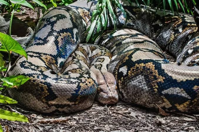 Heboh Ular Piton Buncit Seberat 200 Kg di Kampar