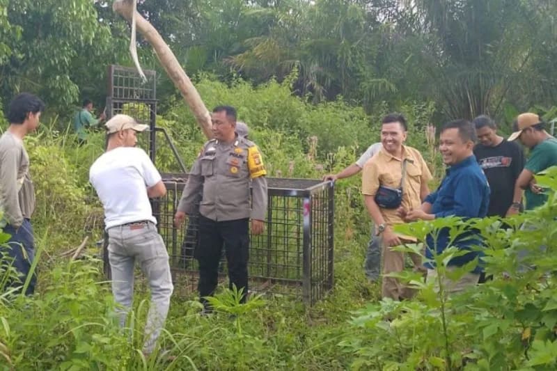 Kemunculan Beruang Madu Hebohkan Warga Pematang Pudu Bengkalis