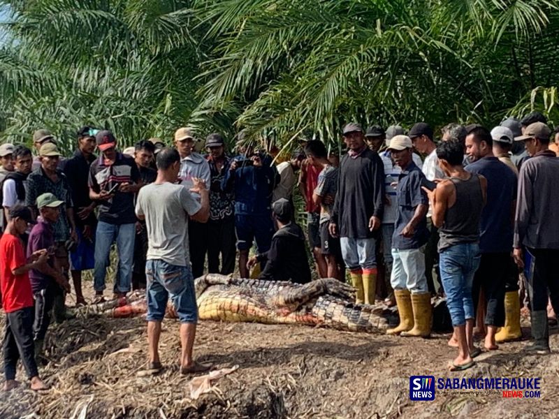 Kronologi Kakek di Rokan Hilir Dimangsa Buaya Saat Memancing, Kepala Korban Ditemukan di Perut Buaya  