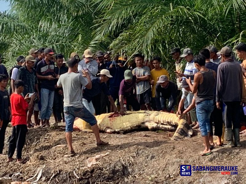 Warga Rokan Hilir Diterkam Buaya Hingga Kepalanya Putus, Perut Buaya Dibelah Warga