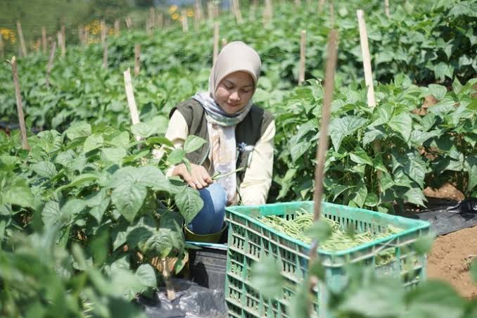 Anak Muda Indonesia Tak Minat Jadi Petani, Inilahnya Penyebabnya