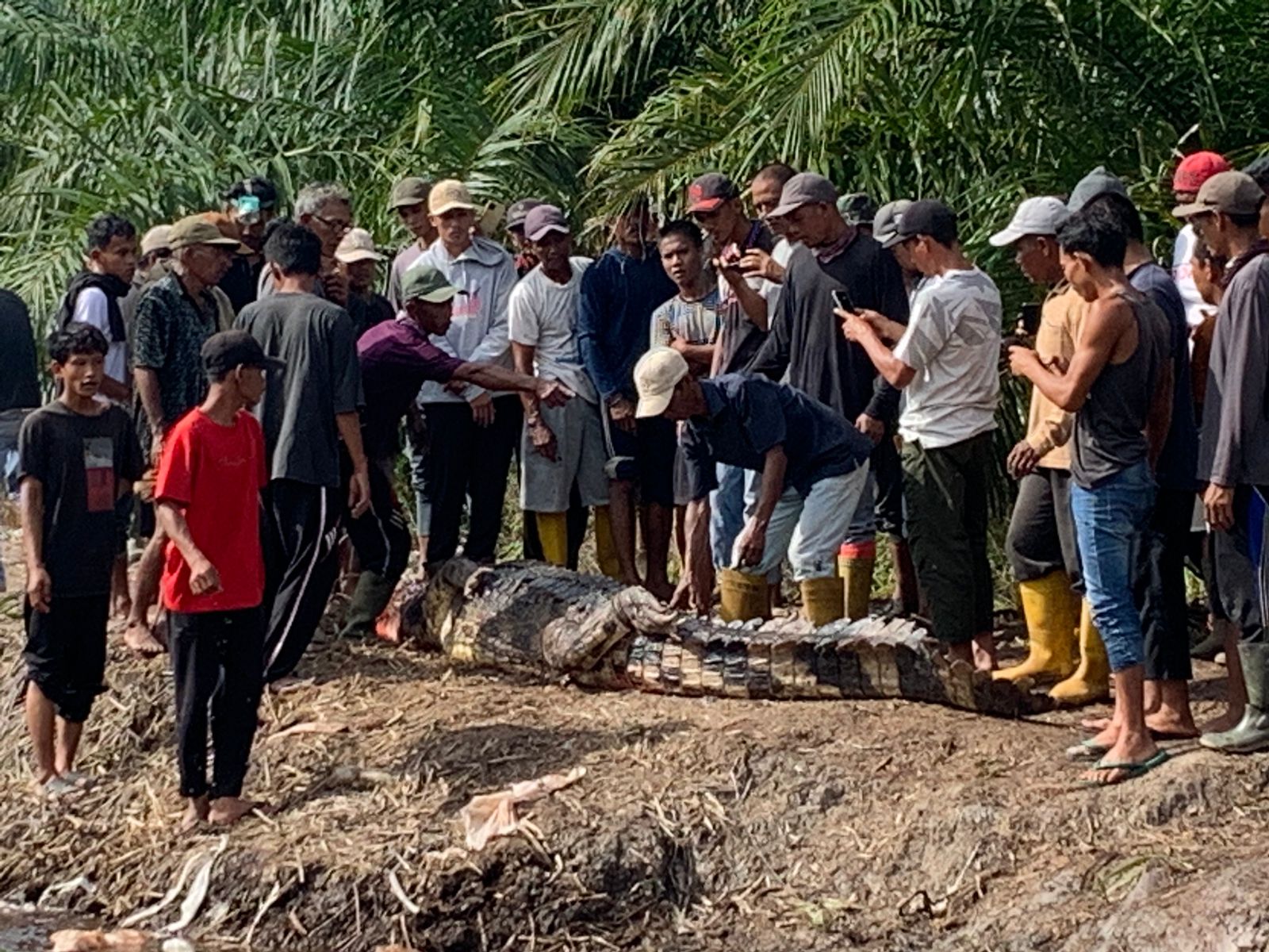 Teror Buaya di Kampar, 2 Kali Terjadi Dalam Sepekan Melukai Korbannya