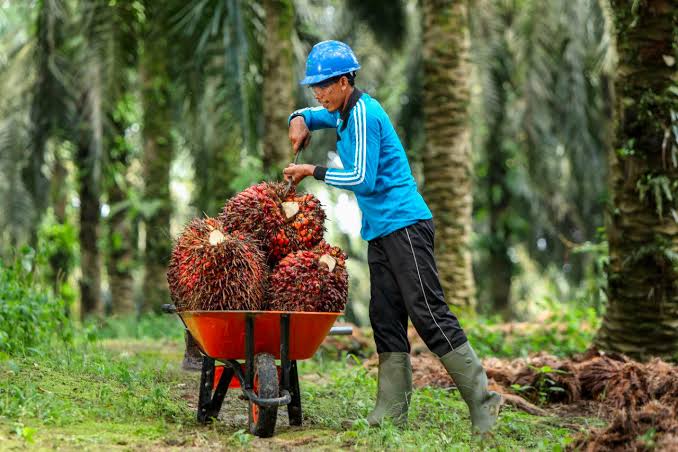 Gawat! Mulai 30 Desember 2024 Minyak Sawit Indonesia dari Kawasan Hutan Dilarang Masuk Eropa