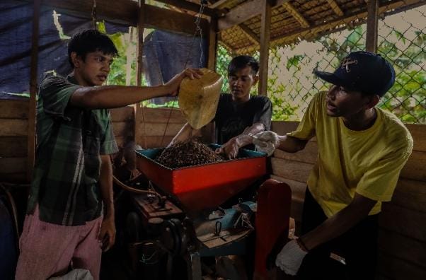 Hari Kopi Sedunia, Mengenal Kopi Liberika Permata Tersembunyi dari Meranti