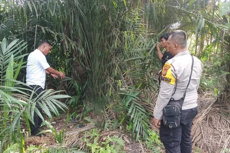 Kronologi 6 Pelajar Siak Cabuli Siswi SMP Tiga Hari Berturut-turut, Coreng Predikat Siak Kabupaten Layak Anak