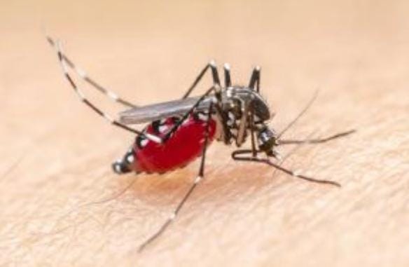 Waduh! Kasus Malaria Mulai Terdeteksi Masuk ke Kota Pekanbaru