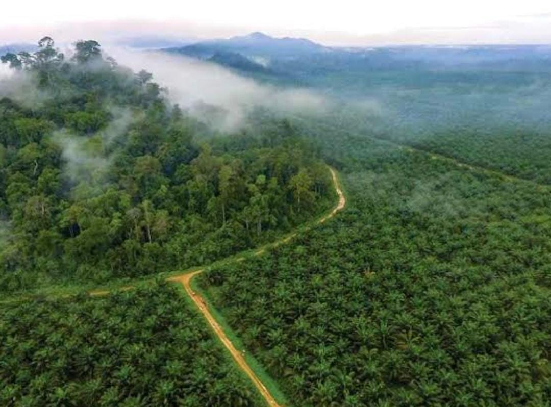 Adik Prabowo Ungkap Penerimaan Negara Bocor Rp 300 Triliun Ulah Pengusaha Kebun Sawit Nakal dalam Kawasan Hutan