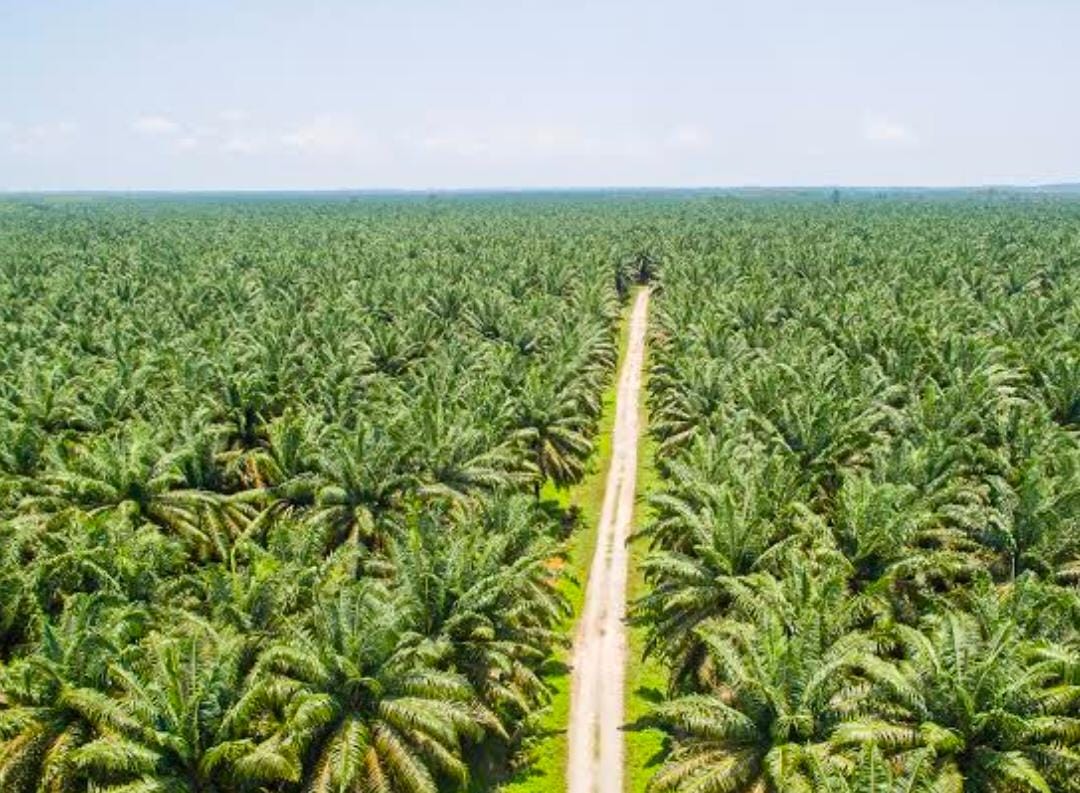 Dituduh Kemplang Pajak Rp 300 Triliun, Begini Respon Pengusaha Kelapa Sawit